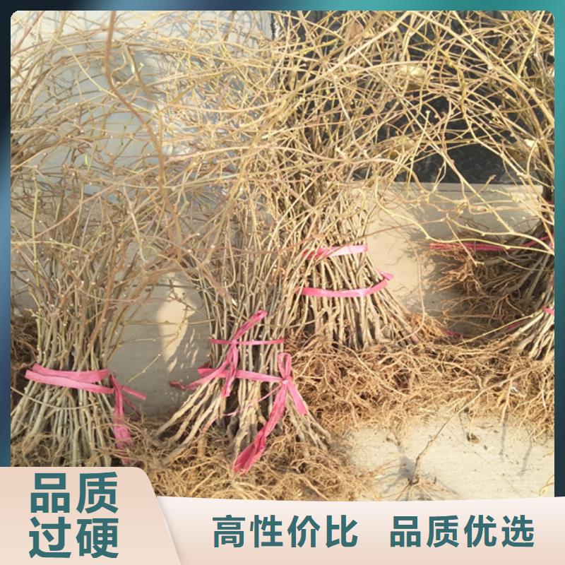 猕猴桃_梨树苗来电咨询