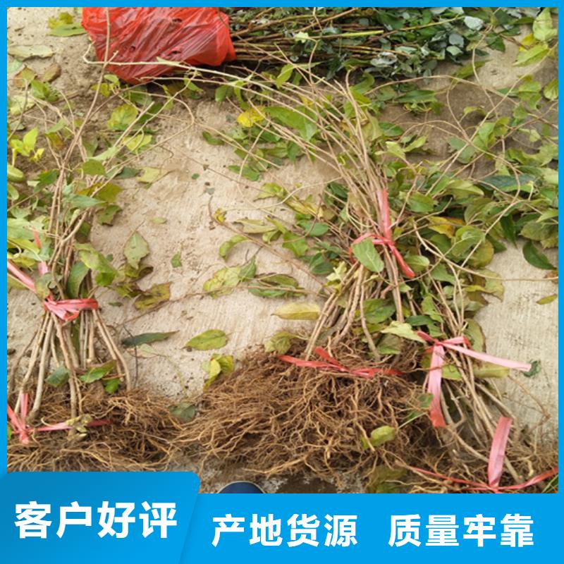 獼猴桃樹苗基地直銷/軒園園藝場