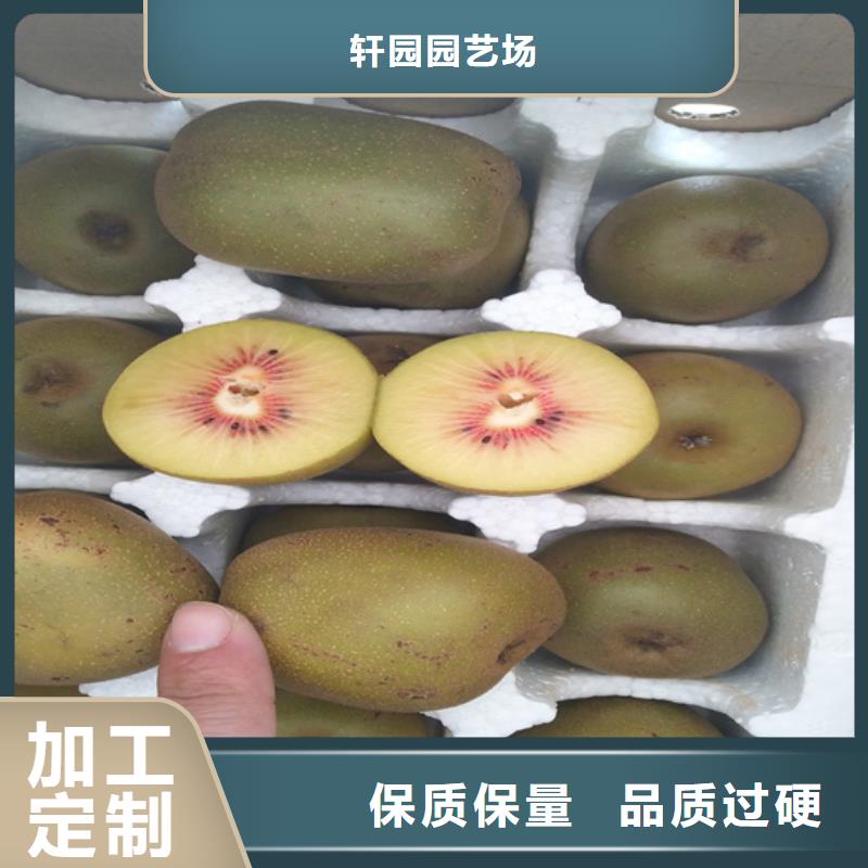 獼猴桃西瓜番石榴苗工廠直營