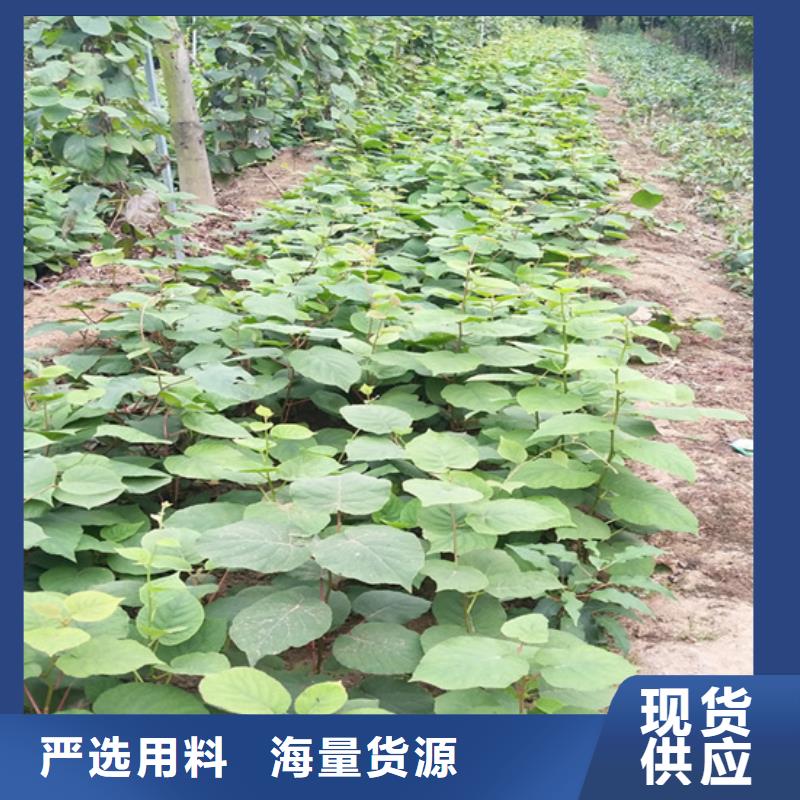 軟棗子獼猴桃苗種植基地/軒園園藝場
