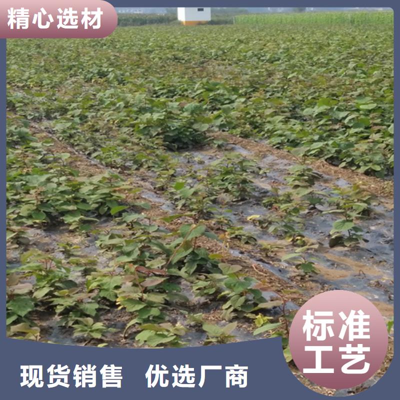 猕猴桃苹果苗产地货源