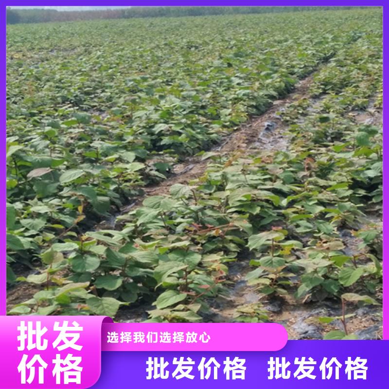 奇異果苗根系發達