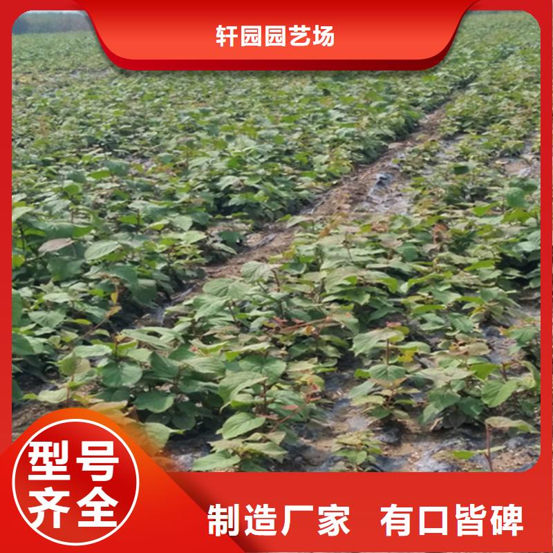石榴树视频-石榴树(轩园)覆盖地域河南省开封市龙亭|尉氏|平顶山|安阳|三门峡|焦作