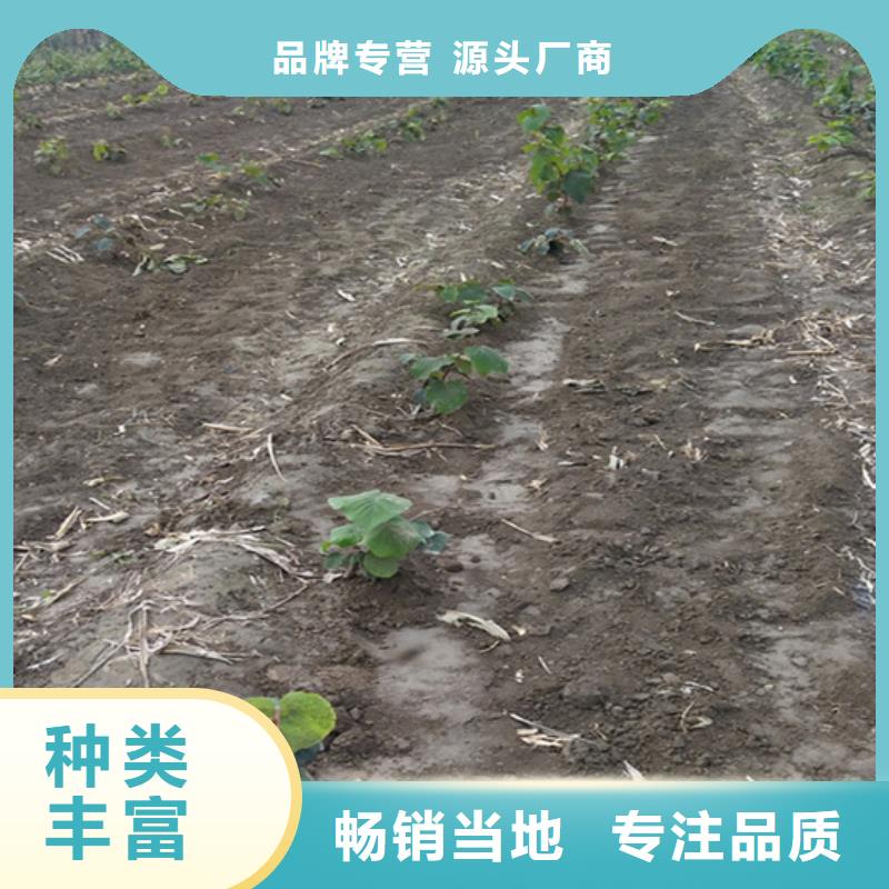 【獼猴桃】櫻桃苗N年專注