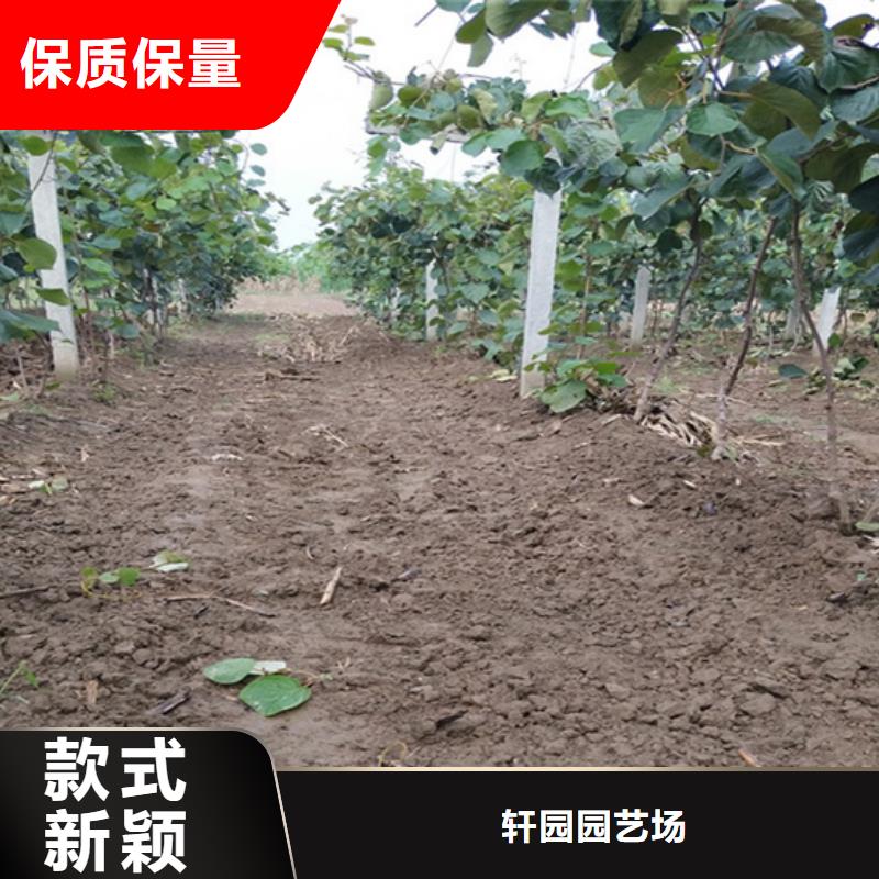 翠香獼猴桃苗幾年結果/軒園園藝場