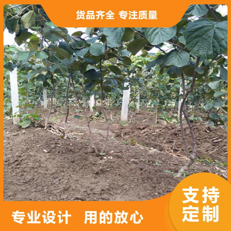 【獼猴桃】櫻桃苗N年專注
