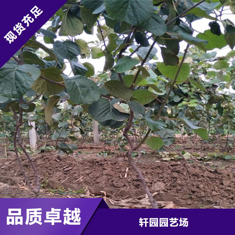 【獼猴桃_桃樹苗N年生產經驗】