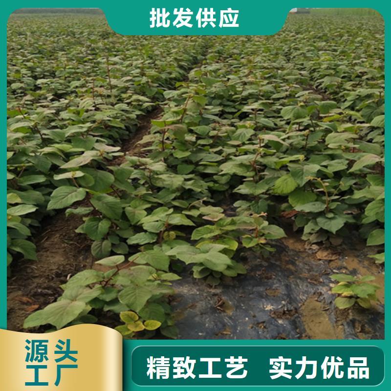 奇異果苗根系發達