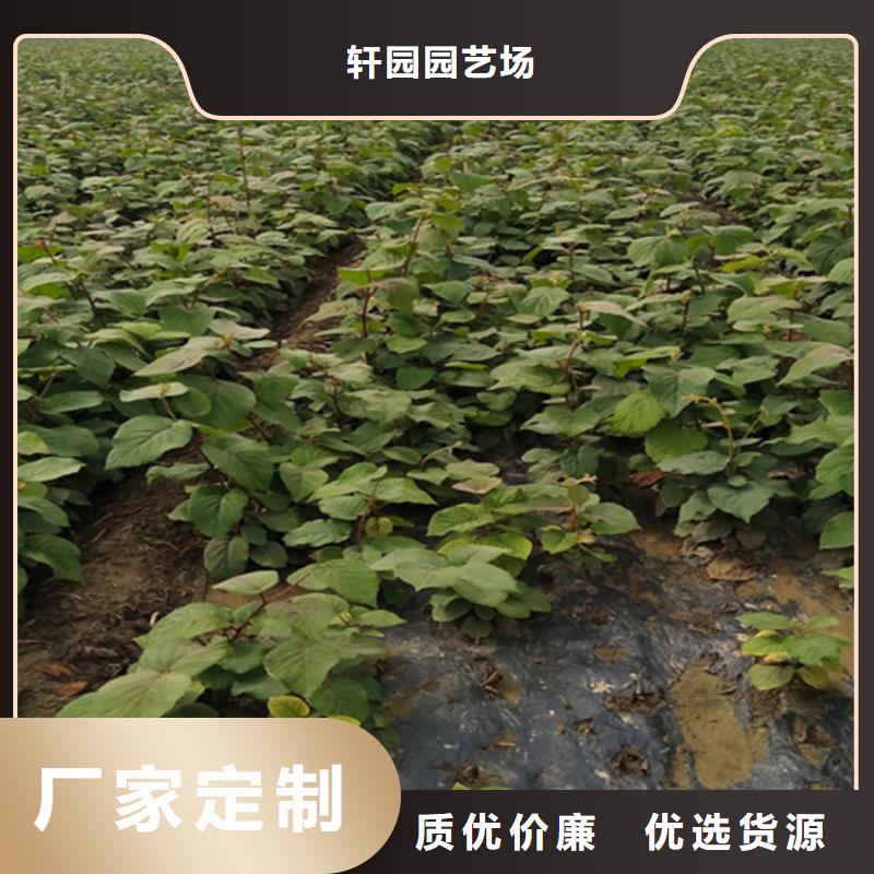軟棗子獼猴桃苗種植基地/軒園園藝場