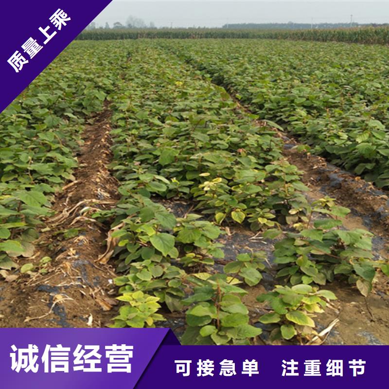 獼猴桃梨樹苗廠家質量過硬