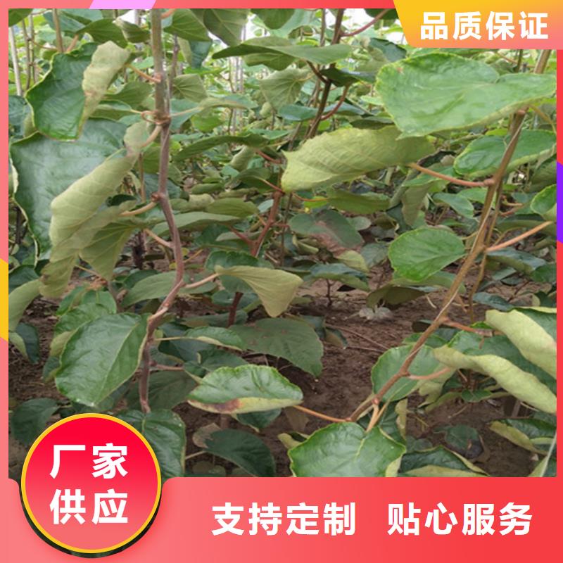 獼猴桃樹苗基地直銷/軒園園藝場