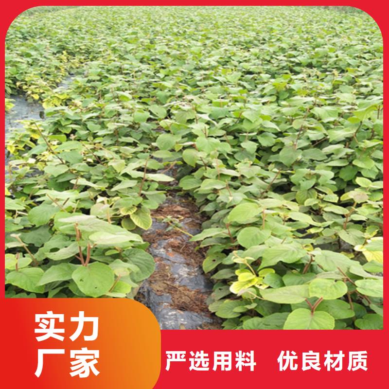 獼猴桃西瓜番石榴苗工廠直營