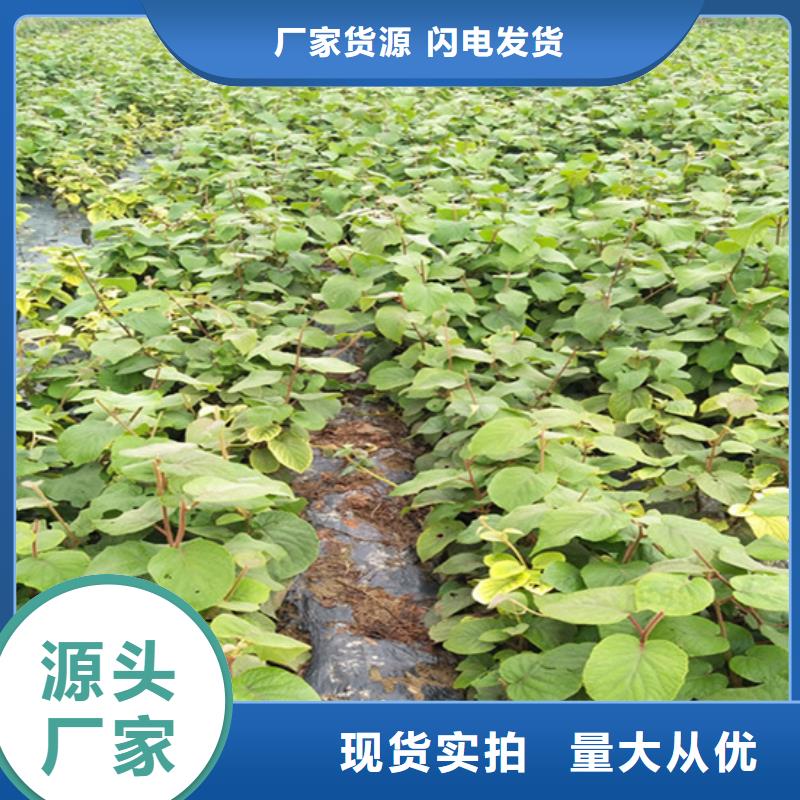 石榴树视频-石榴树(轩园)覆盖地域河南省开封市龙亭|尉氏|平顶山|安阳|三门峡|焦作