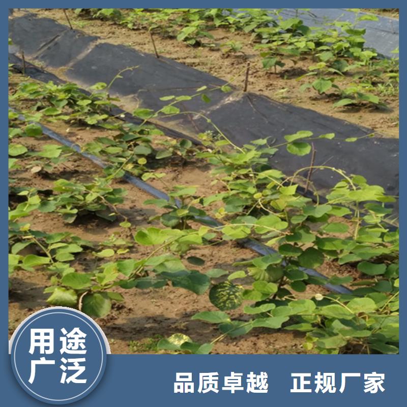 軟棗獼猴桃苗當(dāng)年結(jié)果樹