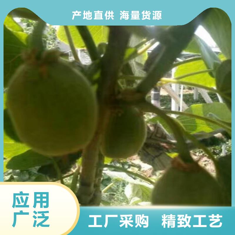 獼猴桃蘋果苗多種規格可選