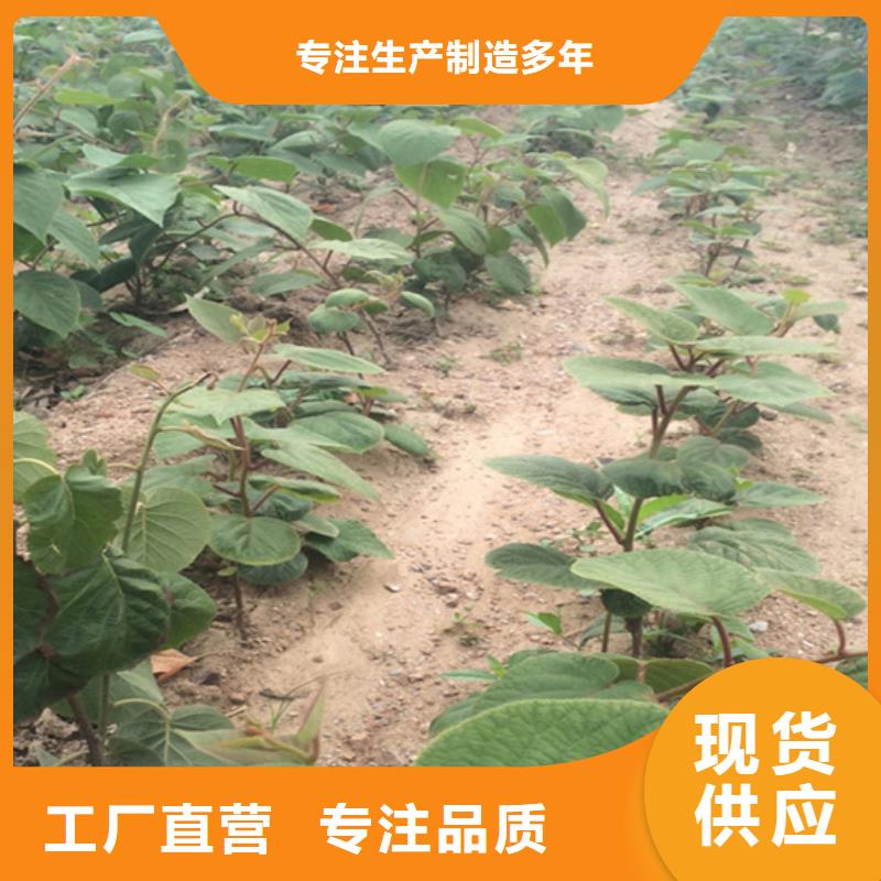 【獼猴桃】_獼猴桃苗嚴(yán)選用料