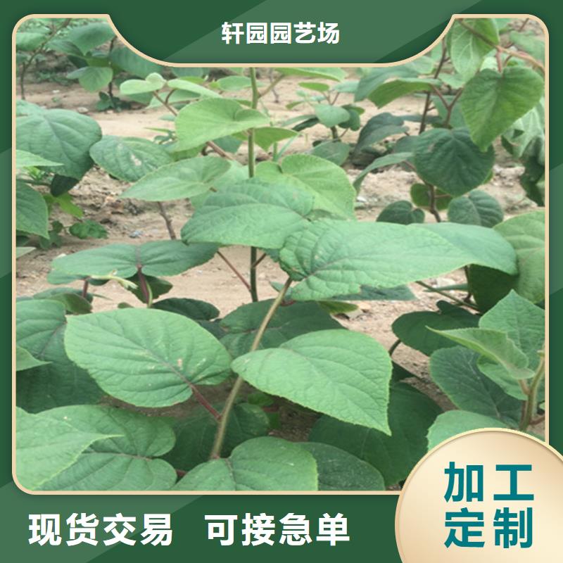 石榴树视频-石榴树(轩园)覆盖地域河南省开封市龙亭|尉氏|平顶山|安阳|三门峡|焦作