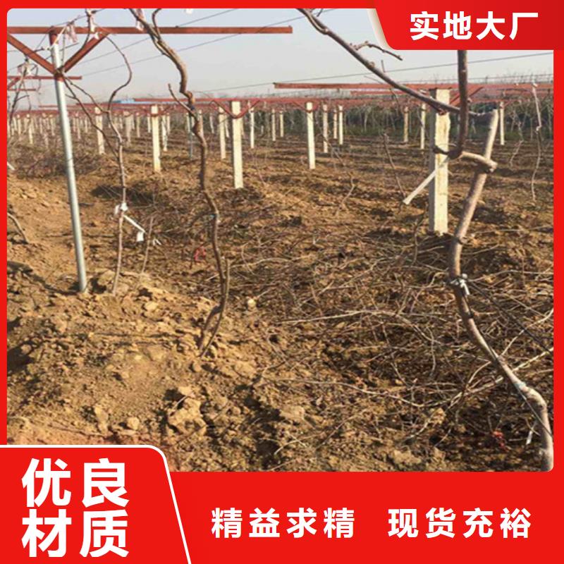 軟棗子獼猴桃苗種植基地/軒園園藝場