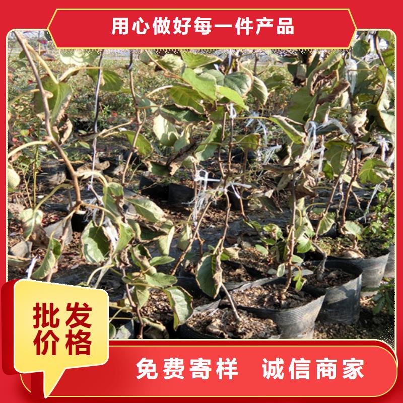 獼猴桃櫻桃苗懂您所需