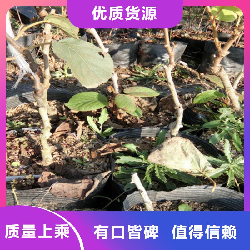 獼猴桃梨樹苗廠家質量過硬