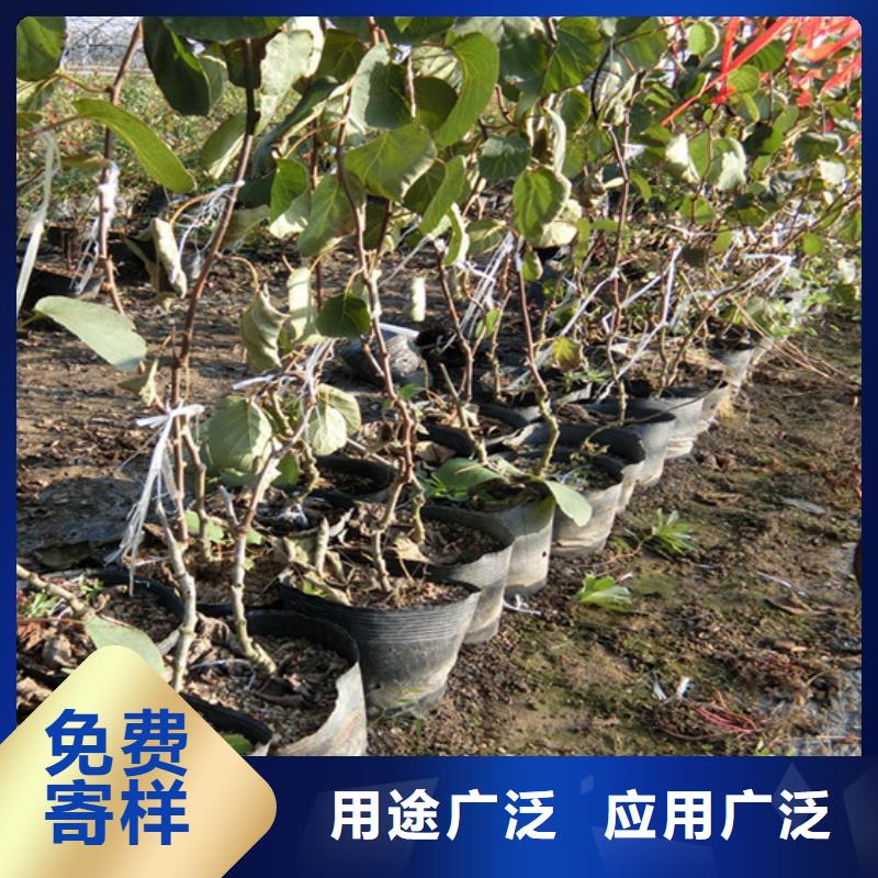 獼猴桃櫻桃苗懂您所需