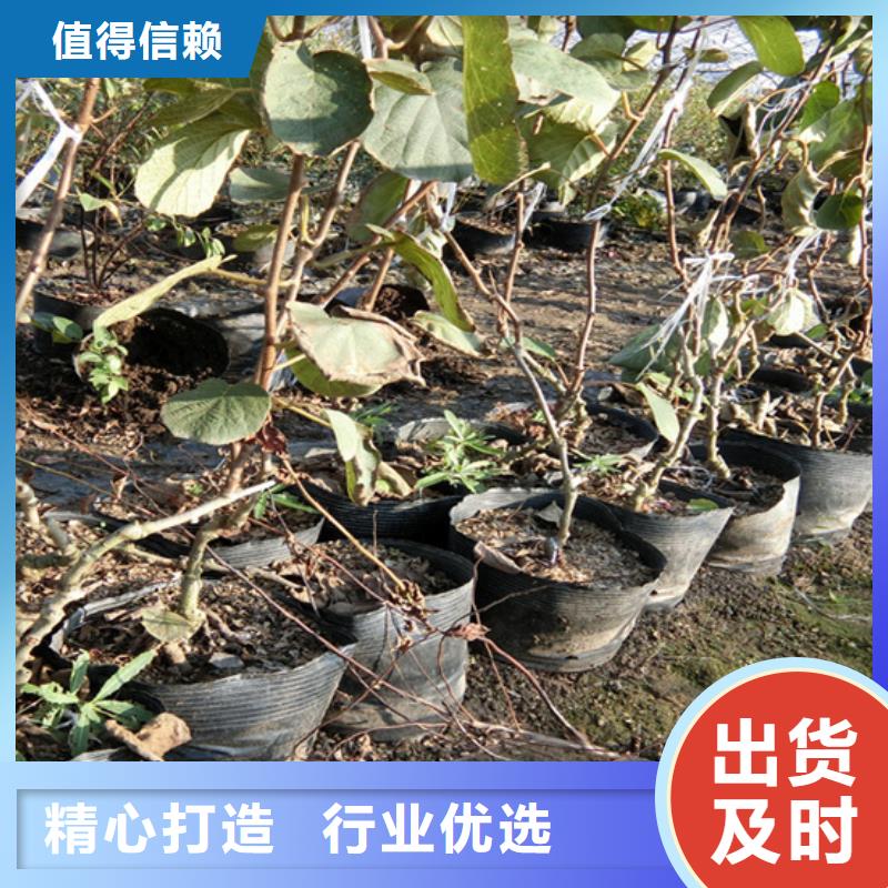 獼猴桃梨樹苗廠家質量過硬