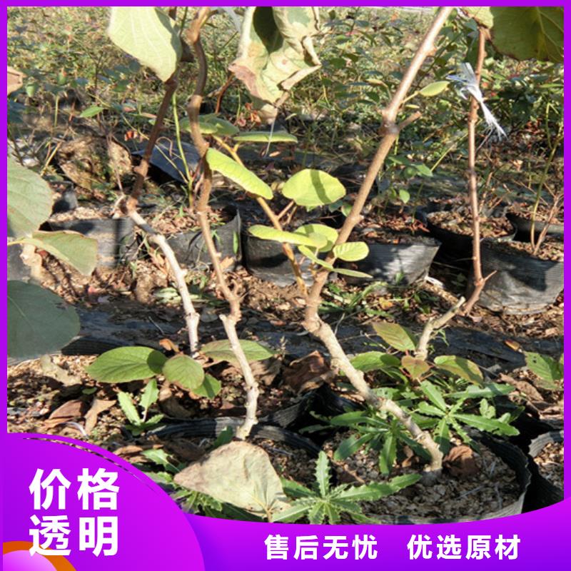 獼猴桃西瓜番石榴苗工廠直營