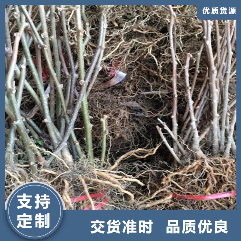 猕猴桃苹果苗产地货源