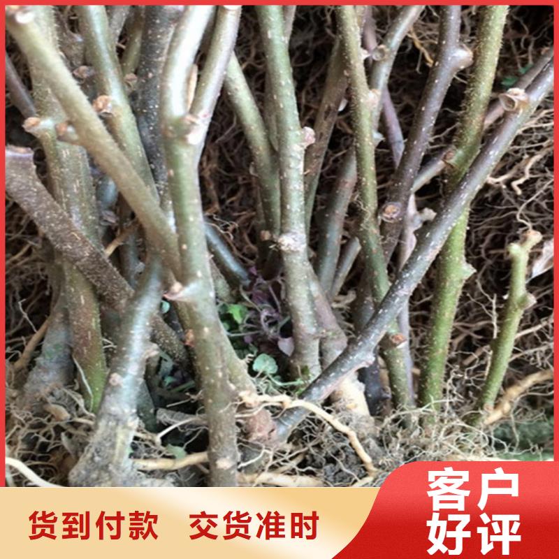 獼猴桃西瓜番石榴苗工廠直營