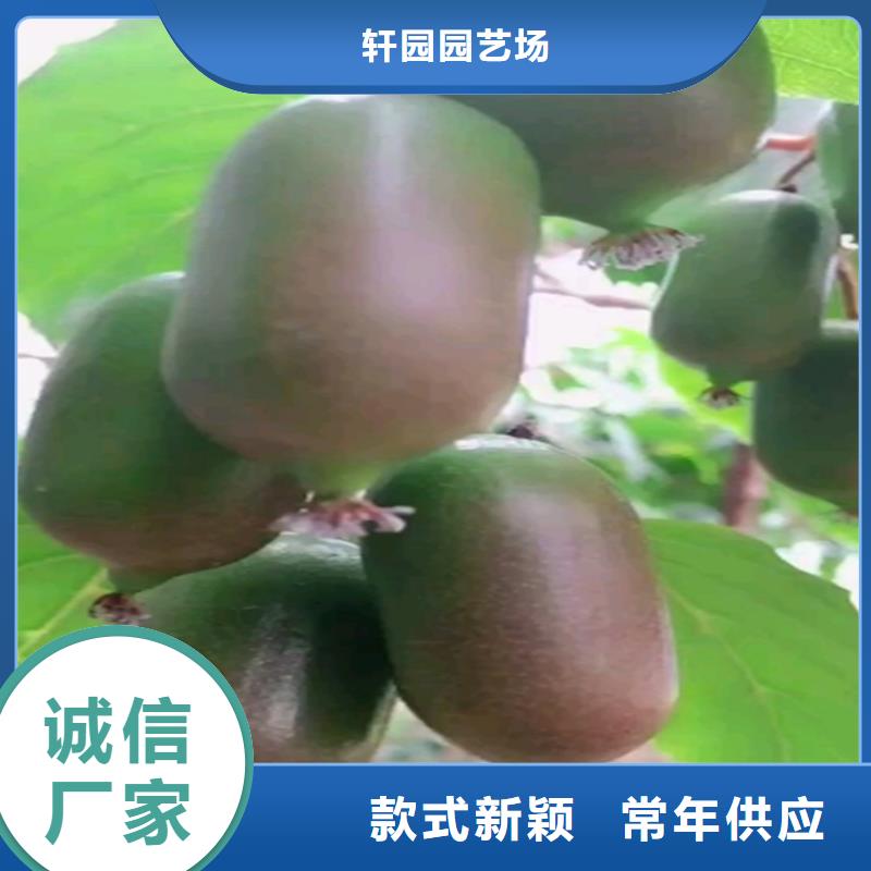 【獼猴桃】櫻桃苗N年專注