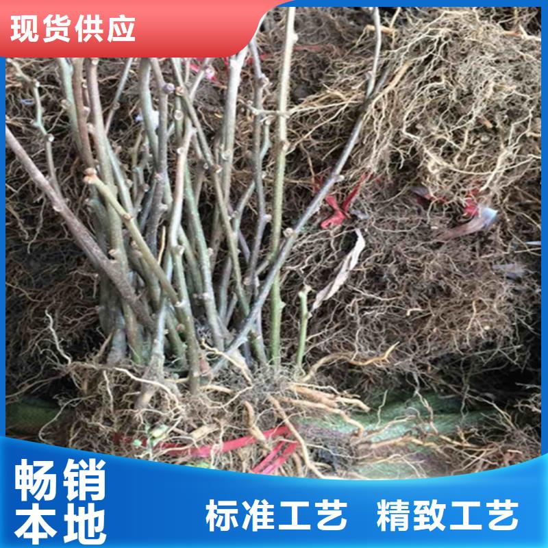獼猴桃櫻桃苗懂您所需