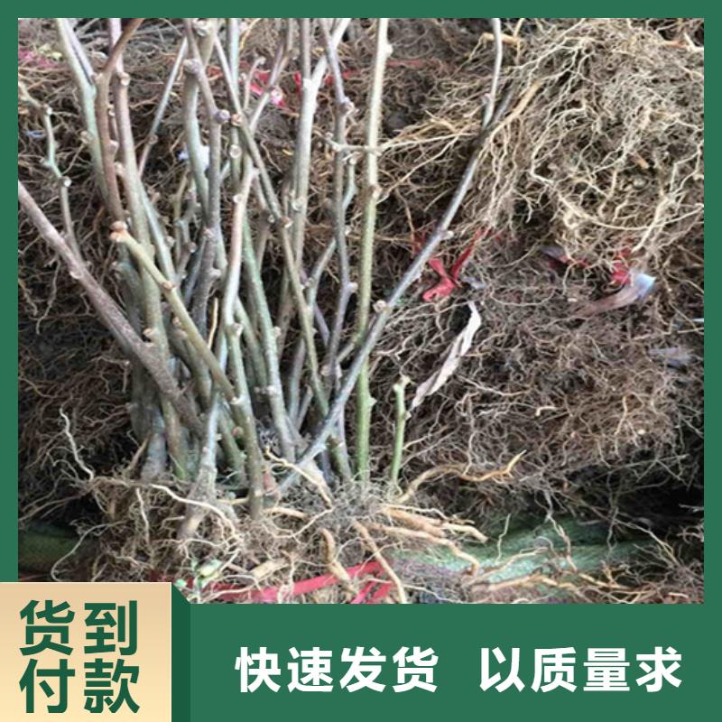獼猴桃梨樹苗廠家質量過硬