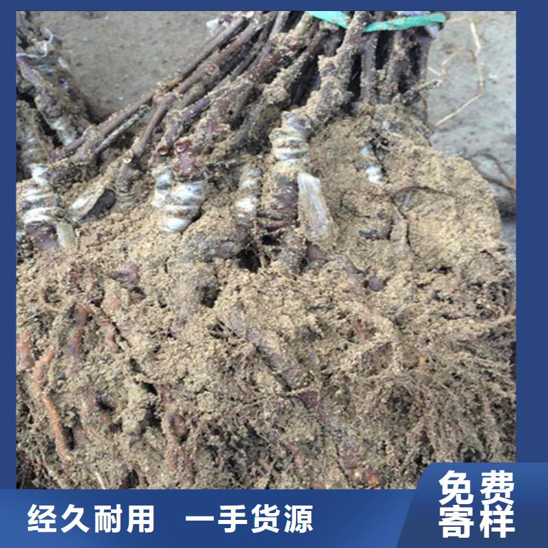 獼猴桃西瓜番石榴苗工廠直營