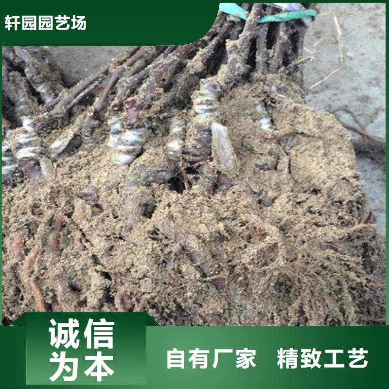 【獼猴桃_桃樹苗N年生產經驗】