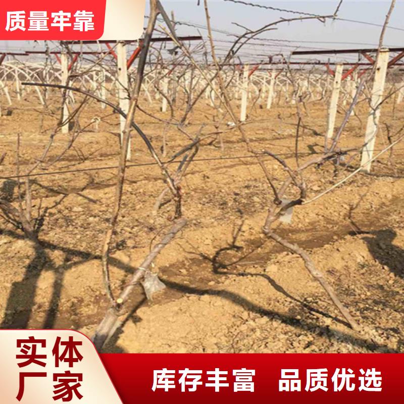 獼猴桃櫻桃苗懂您所需