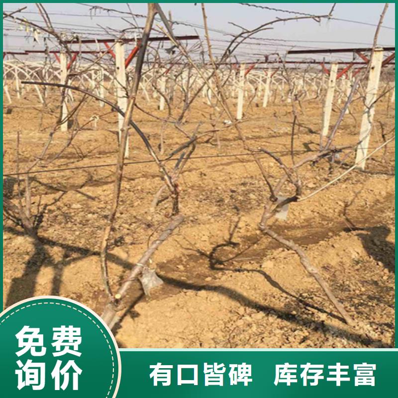 獼猴桃西瓜番石榴苗工廠直營