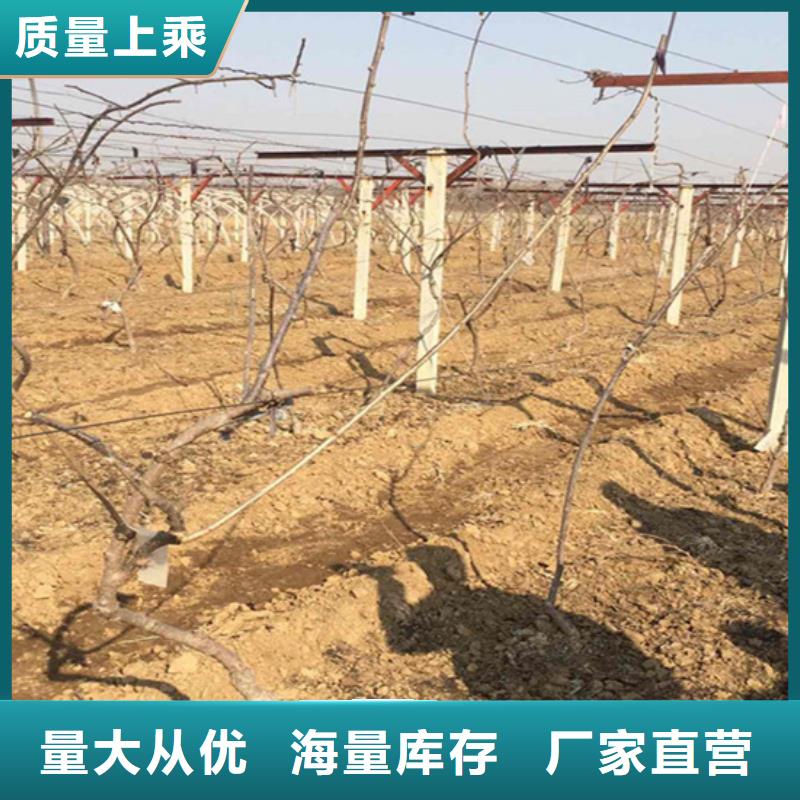 【獼猴桃_桃樹苗N年生產經驗】