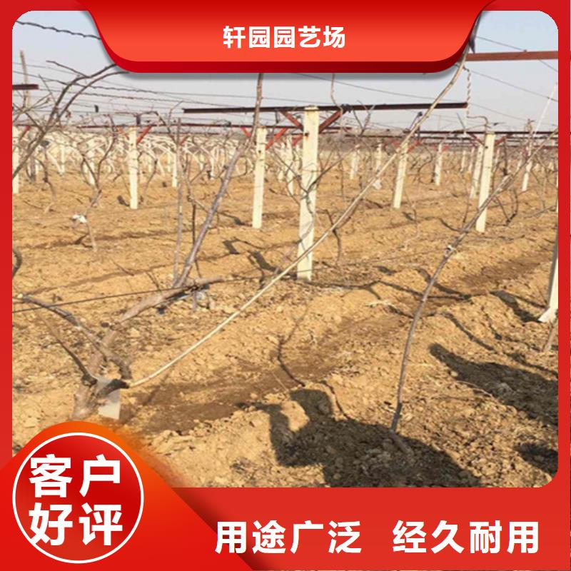 獼猴桃西瓜番石榴苗工廠直營