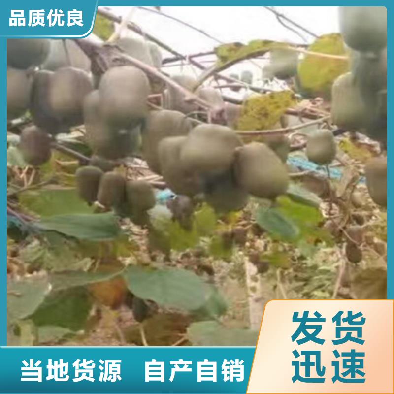 獼猴桃西瓜番石榴苗工廠直營