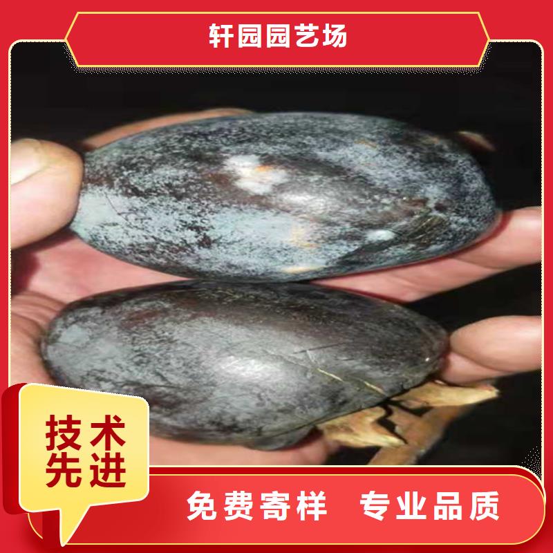石榴树视频-潮州市石榴树-【本土】可服务区域潮安|湘桥|梅州|阳江|韶关|湛江|汕头|深圳