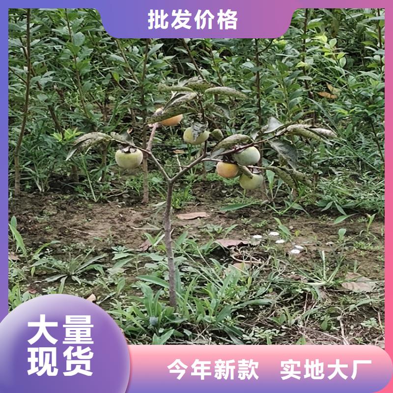 柿子-櫻桃苗量大從優