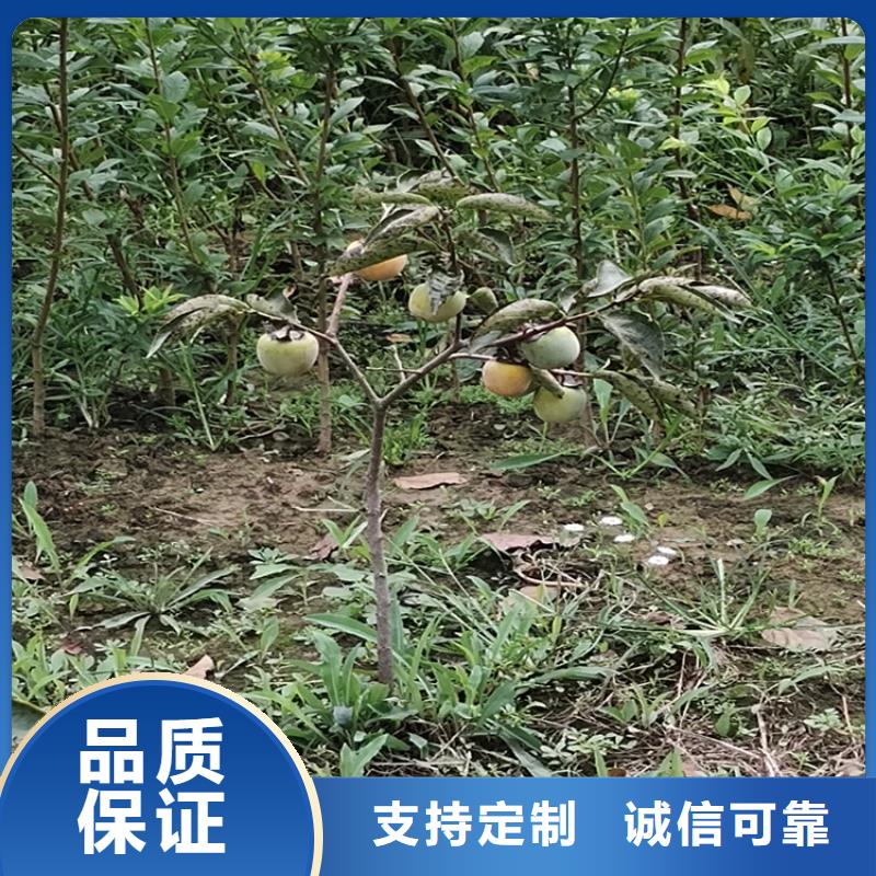 石榴树视频-潮州市石榴树-【本土】可服务区域潮安|湘桥|梅州|阳江|韶关|湛江|汕头|深圳