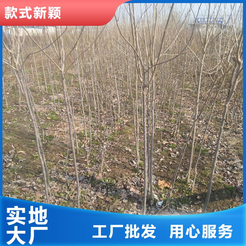 柿子桃树苗满足您多种采购需求