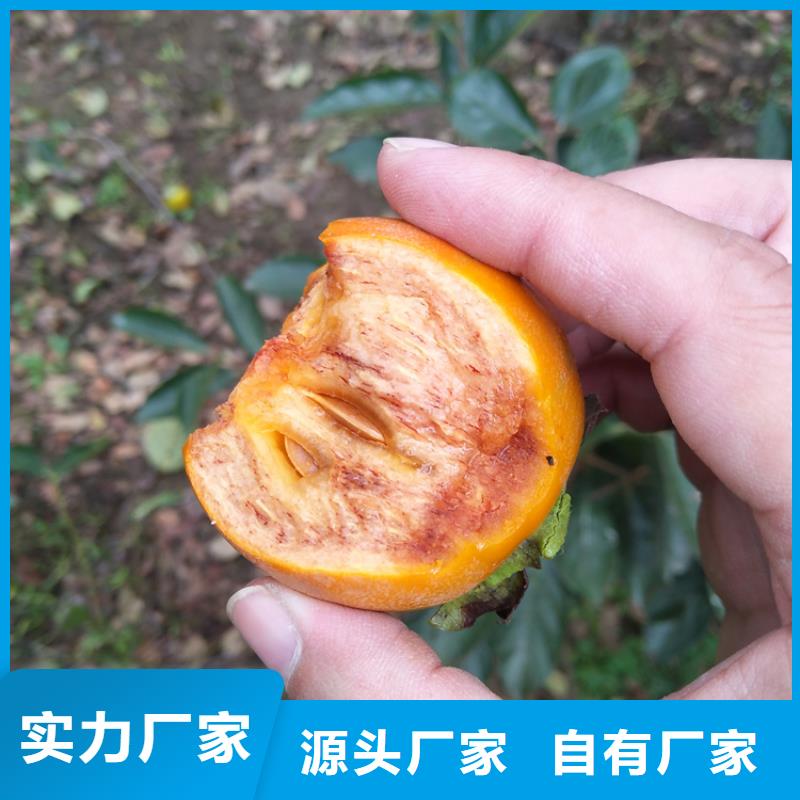 黑柿子苗價格