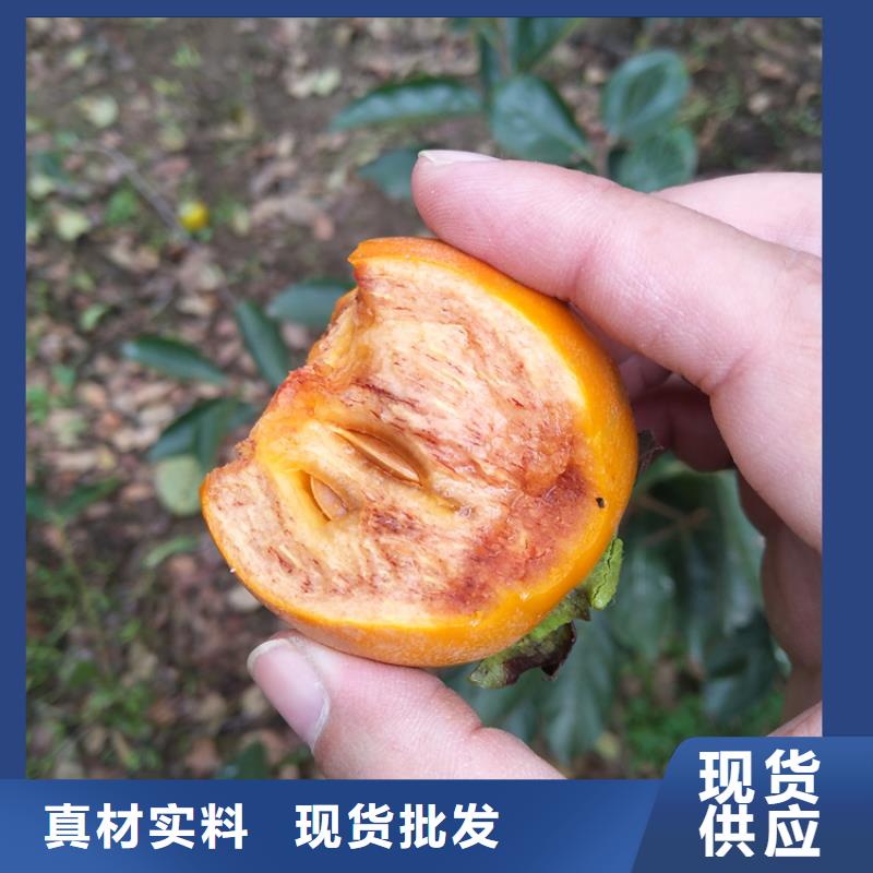 石榴树视频-丰泽|金门|宁德|龙岩|福州|漳州|三明轩园石榴树_ 轩园园艺场(泉州市分公司)
