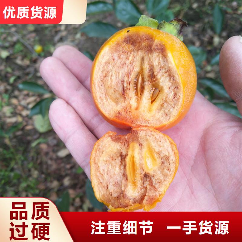 石榴树视频-丰泽|金门|宁德|龙岩|福州|漳州|三明轩园石榴树_ 轩园园艺场(泉州市分公司)