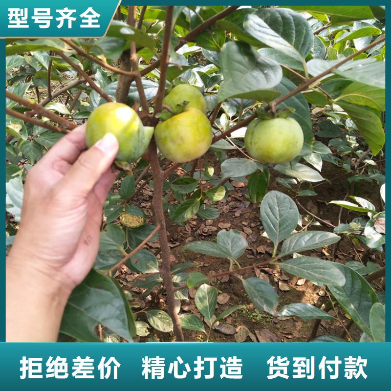 石榴树视频-潮州市石榴树-【本土】可服务区域潮安|湘桥|梅州|阳江|韶关|湛江|汕头|深圳