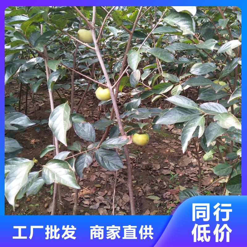 柿子奶油草莓工期短發貨快
