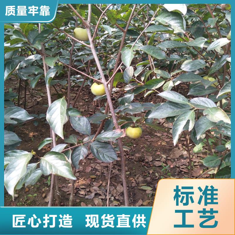 柿子_樱桃苗源头工厂量大优惠