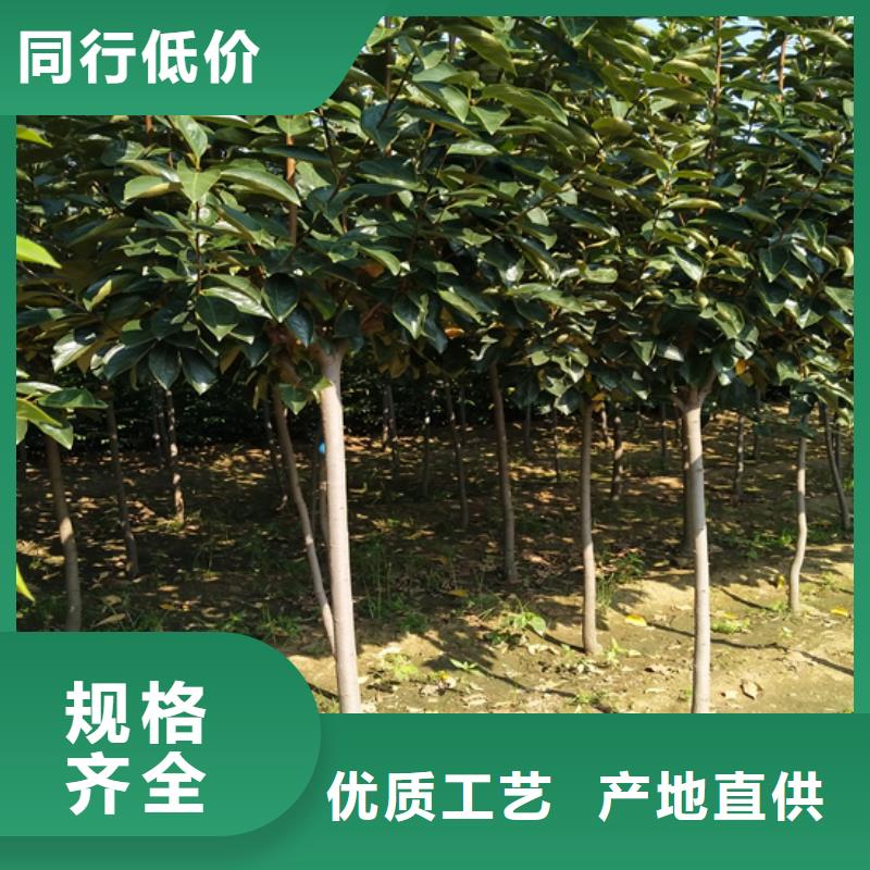 石榴树视频-立山|铁东|阜新|盘锦|铁岭|沈阳|锦州石榴树实力雄厚品质保障-轩园园艺场(鞍山市分公司)